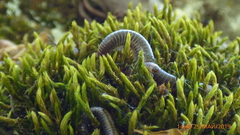 Rossiulus kessleri