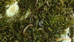 Rossiulus kessleri