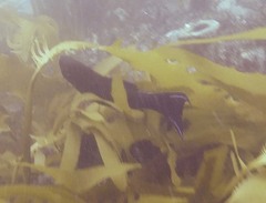 Olisthops cyanomelas