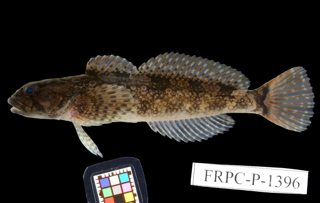 Fourspine sculpin (Cottus hangiongensis) — Cottidae
