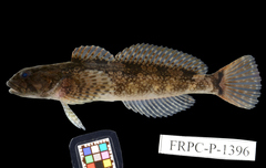 Japanese Bullhead photo 1