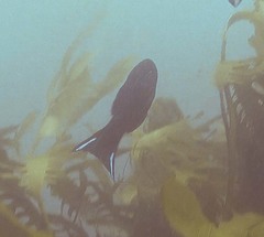 Olisthops cyanomelas