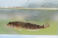 Japanese Bullhead photo 2