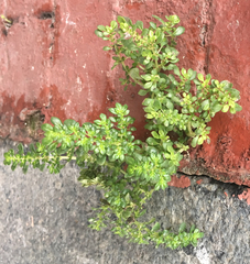 Pilea microphylla