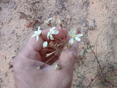 Pelargonium radulifolium
