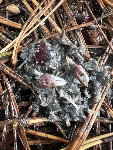 Purple Shore Crab