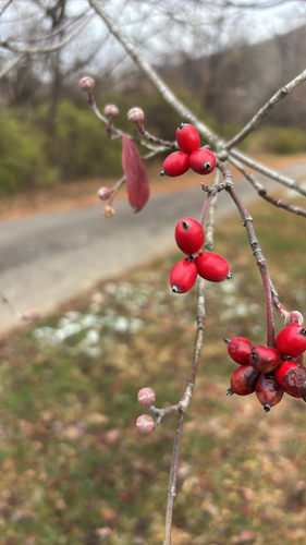 Flowering Dogwood