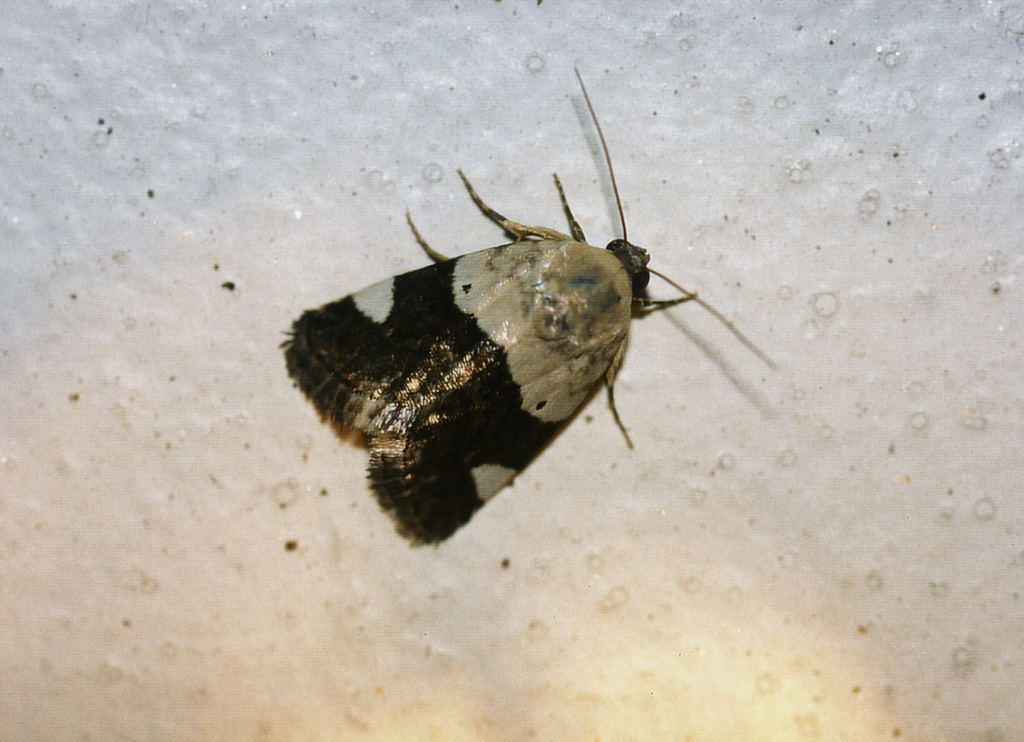 Acontia annemaria