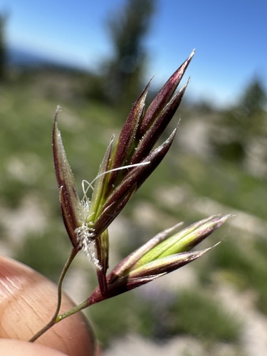 mountain bunch grass (Festuca viridula)