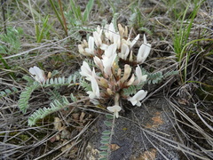 Astragalus testiculatus