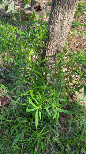 Northern Milkwood (Alstonia actinophylla)