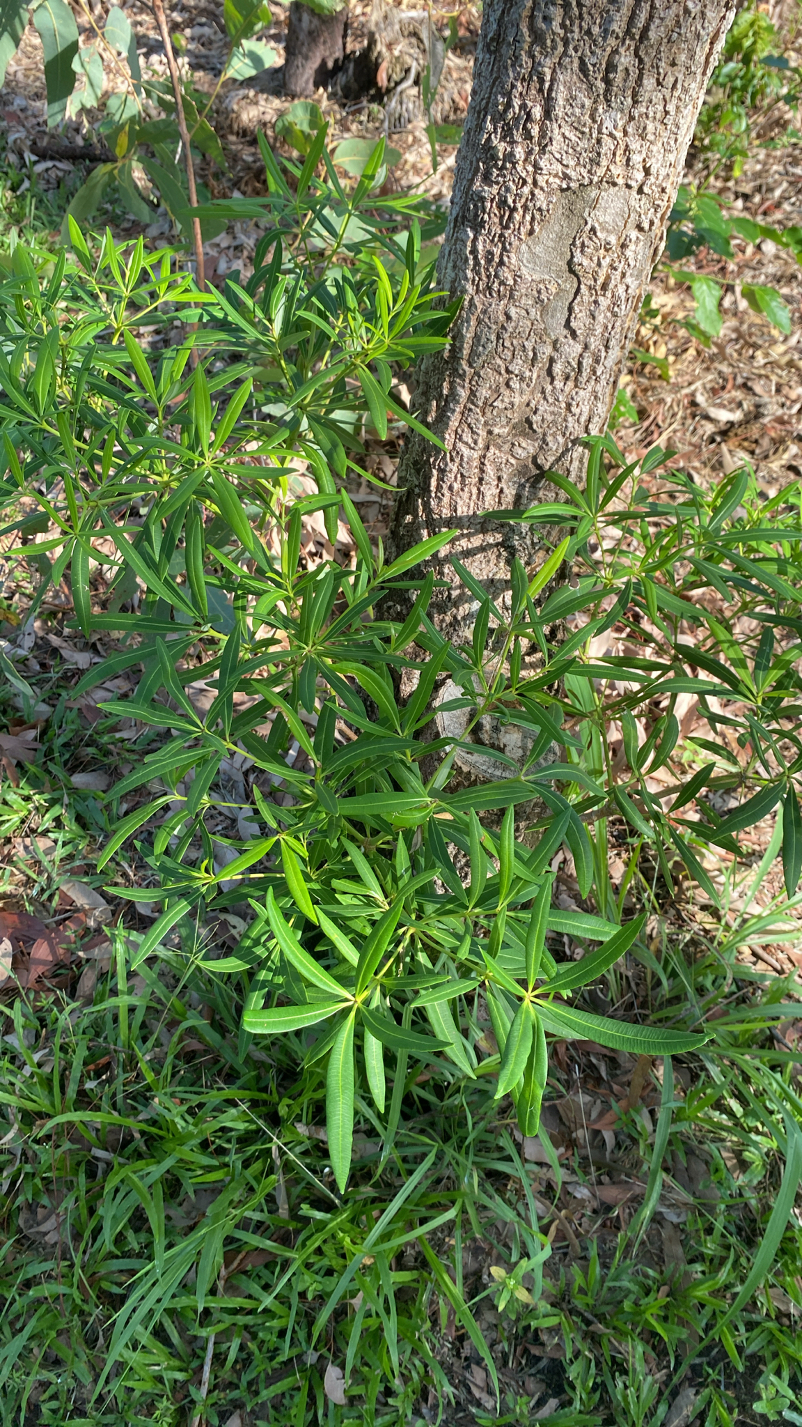 Northern Milkwood (Alstonia actinophylla)