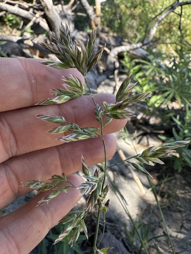 Poa nervosa observed 2025-07-13
