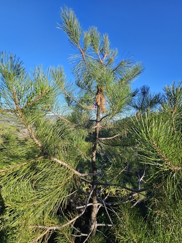 Knobcone pine (Pinus attenuata)