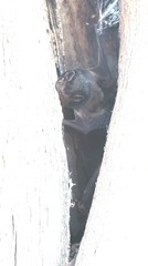 Chalinolobus gouldii