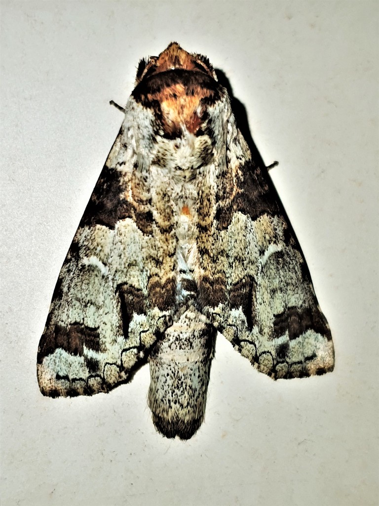 Ginaldia hymen