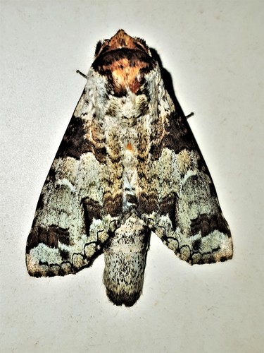 Ginaldia hymen