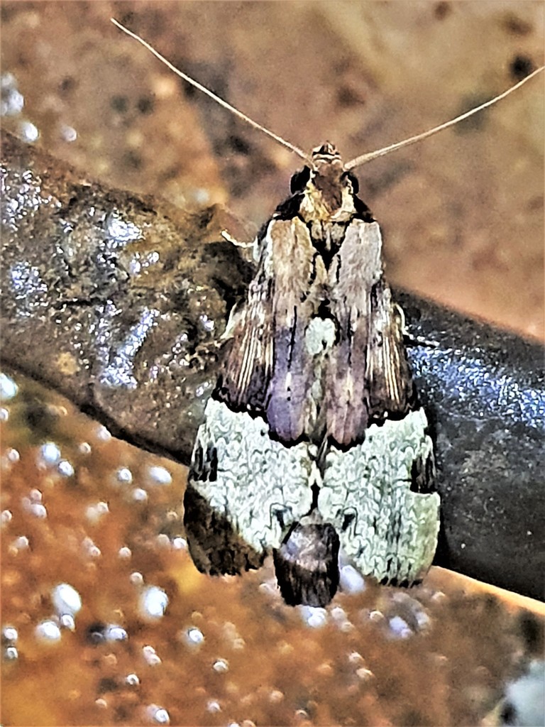 Nystalea aequipars