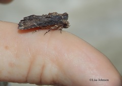 Dypterygia ordinarius