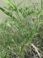 Ammoselinum popei