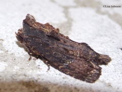 Dypterygia ordinarius