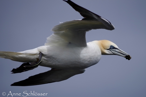 Northern Gannet