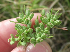 Ammoselinum popei