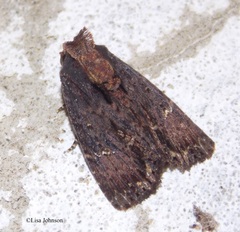 Dypterygia ordinarius