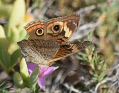Junonia pacoma