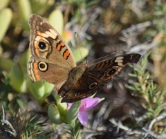 Junonia pacoma