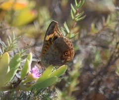 Junonia pacoma