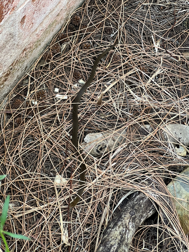 Marsh Snake sighting