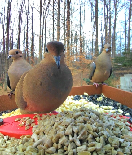 Mourning Dove photographed in Maryland