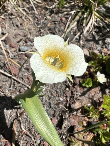 subalpine mariposa lily (Calochortus subalpinus)