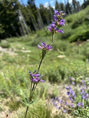 (c) Matt Berger, some rights reserved (CC BY) Penstemon euglaucus, photograph (c) Matt Berger, some rights reserved (CC BY)