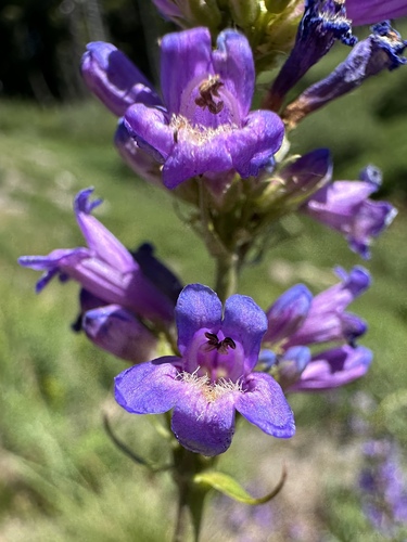 Glaucous Beardtongue (Penstemon euglaucus)