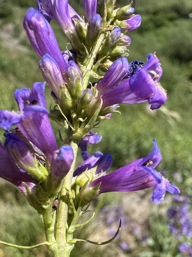 Penstemon euglaucus, photograph 2