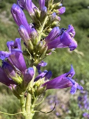 (c) Matt Berger, some rights reserved (CC BY) Penstemon euglaucus, photograph (c) Matt Berger, some rights reserved (CC BY)