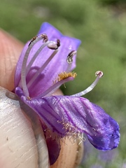 (c) Matt Berger, some rights reserved (CC BY) Penstemon euglaucus, photograph (c) Matt Berger, some rights reserved (CC BY)