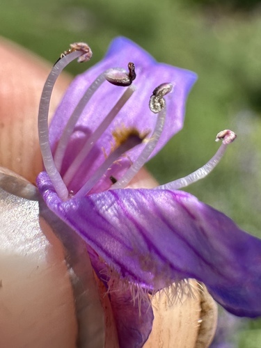 Penstemon euglaucus, photograph 4