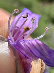 (c) Matt Berger, some rights reserved (CC BY) Penstemon euglaucus, photograph (c) Matt Berger, some rights reserved (CC BY)