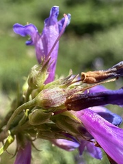 Penstemon euglaucus, photograph (c) Matt Berger, some rights reserved (CC BY)