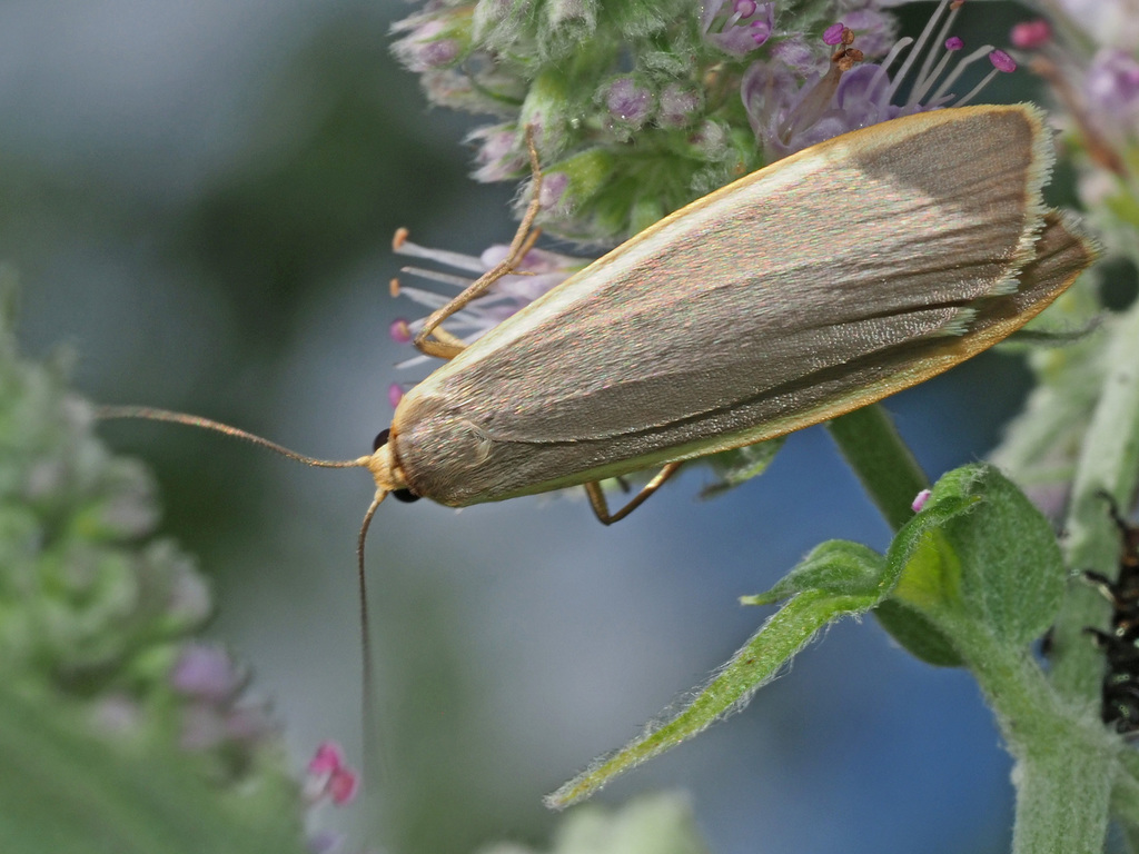 Common Footman