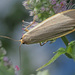 Common Footman - Photo (c) Felix Riegel, some rights reserved (CC BY-NC), uploaded by Felix Riegel