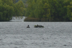 Fulica atra australis
