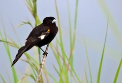 Euplectes albonotatus