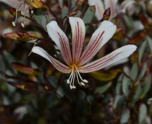 Marianthus bicolor (Marianthus bicolor)