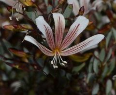 Marianthus bicolor