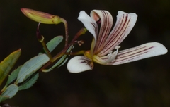 Marianthus bicolor