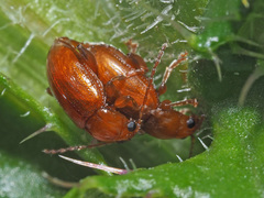 Neocrepidodera transversa